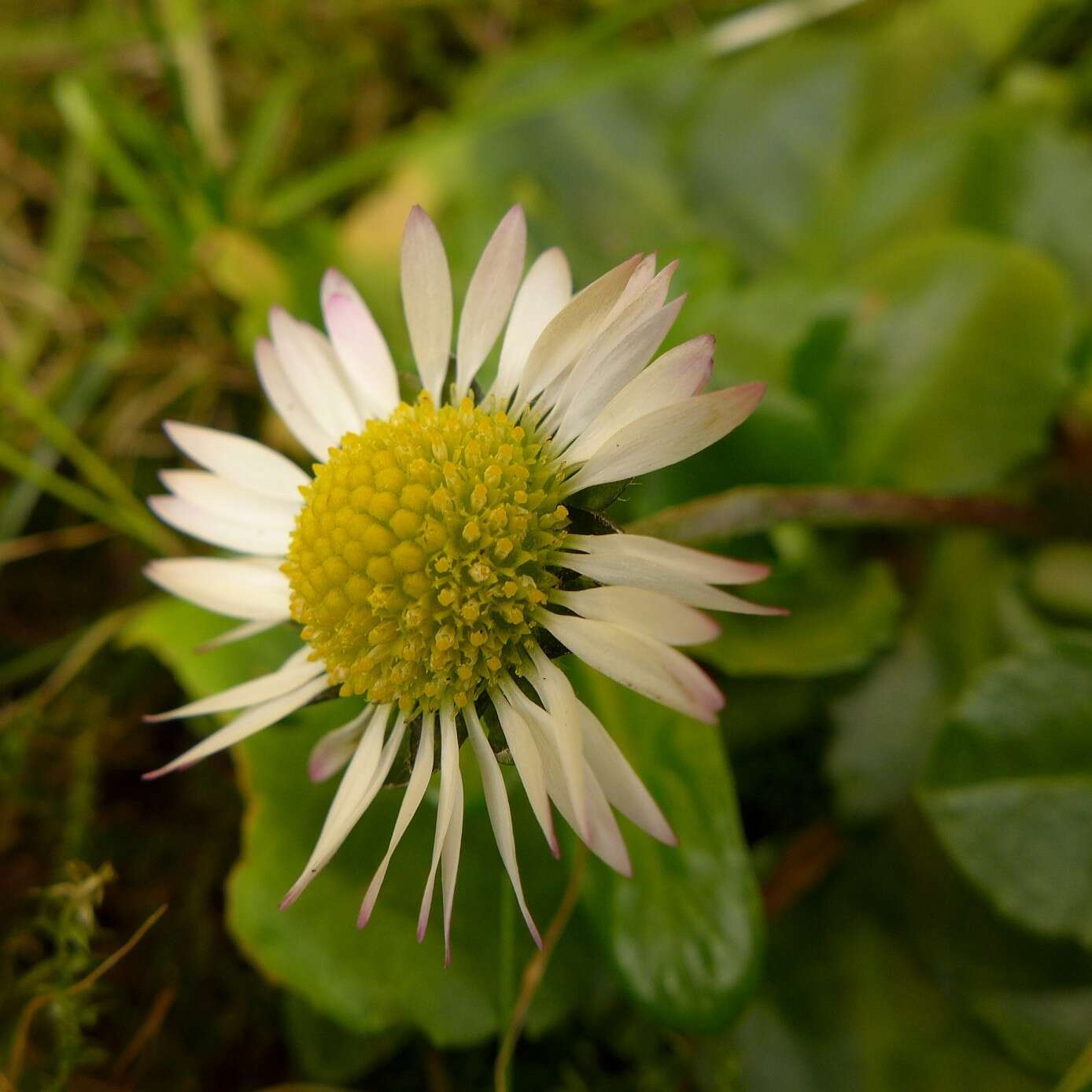 Image of Daisy