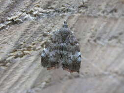 Image of Choreutis pariana