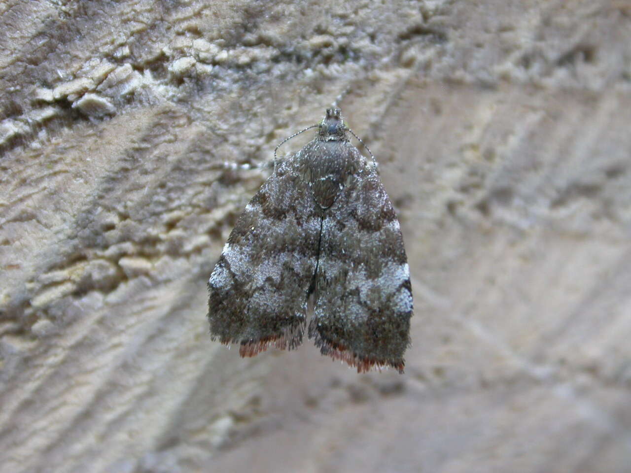 Image of Choreutis pariana