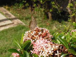 Image of White Peacock