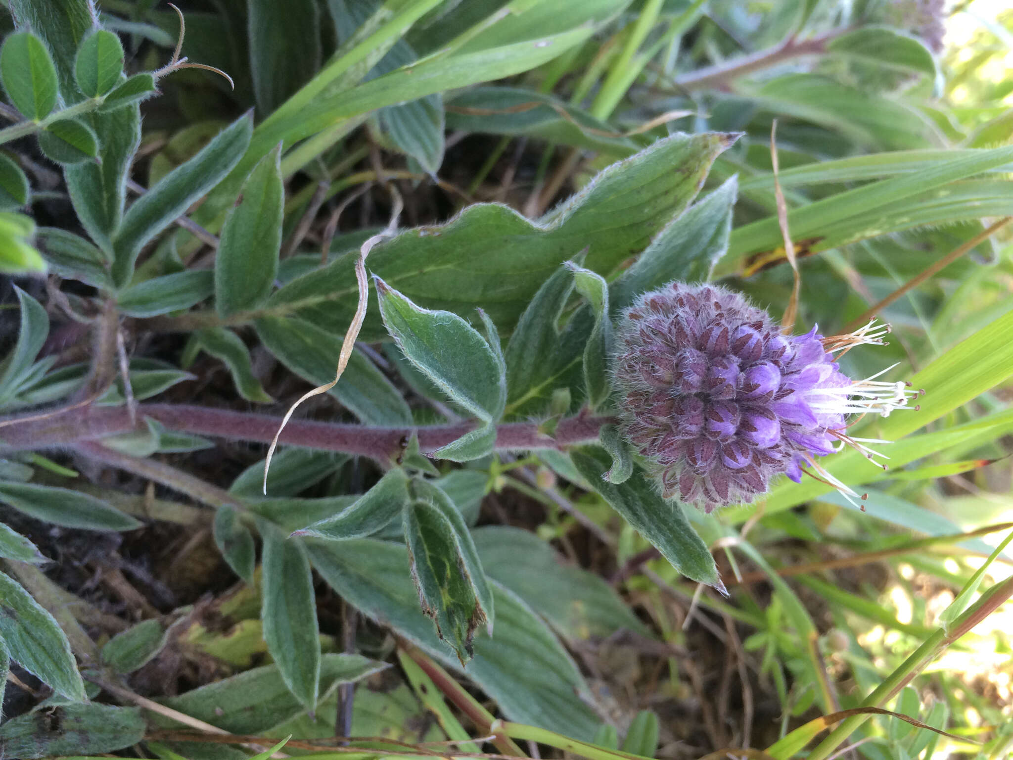 Image de Phacelia californica Cham.