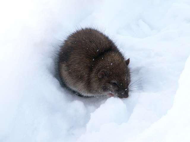 Image of Brown Rat