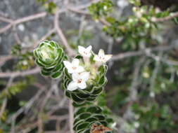 Image of Pimelea sericea R. Br.