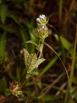 Trifolium buckwestiorum Isely的圖片