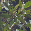 Image de Astronia spectabilis Bl.