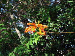 Image of Cape honeysuckle