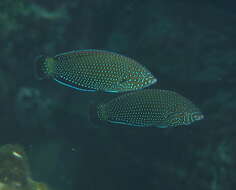 Image of Blue Spotted Wrasse