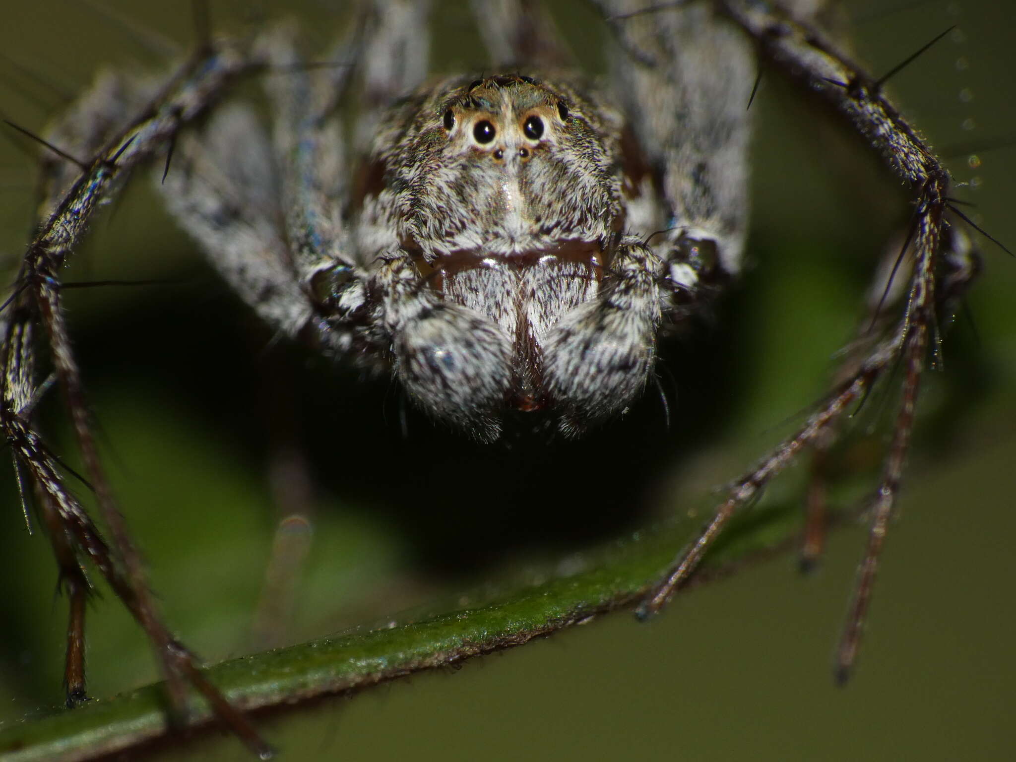 Image of Oxyopes schenkeli Lessert 1927