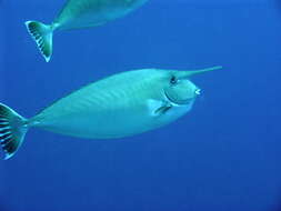 Image of Banded Unicornfish