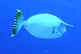 Image of Banded Unicornfish