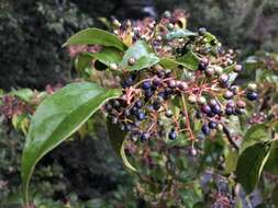 Image of Viburnum propinquum Hemsl.