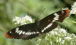 Image of Lorquin's Admiral