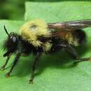 Image of Laphria thoracica Fabricius 1805