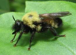 Image of Laphria thoracica Fabricius 1805