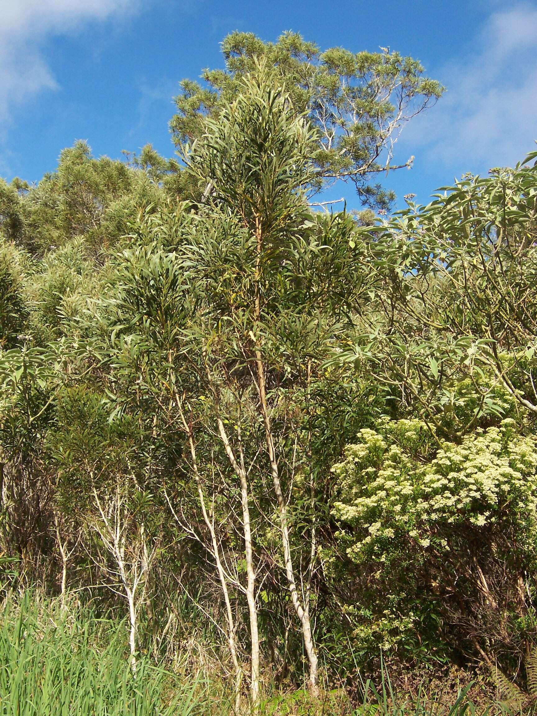 Слика од Acacia heterophylla (Lam.) Willd.