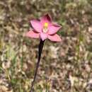 Image of Fringed sun orchid