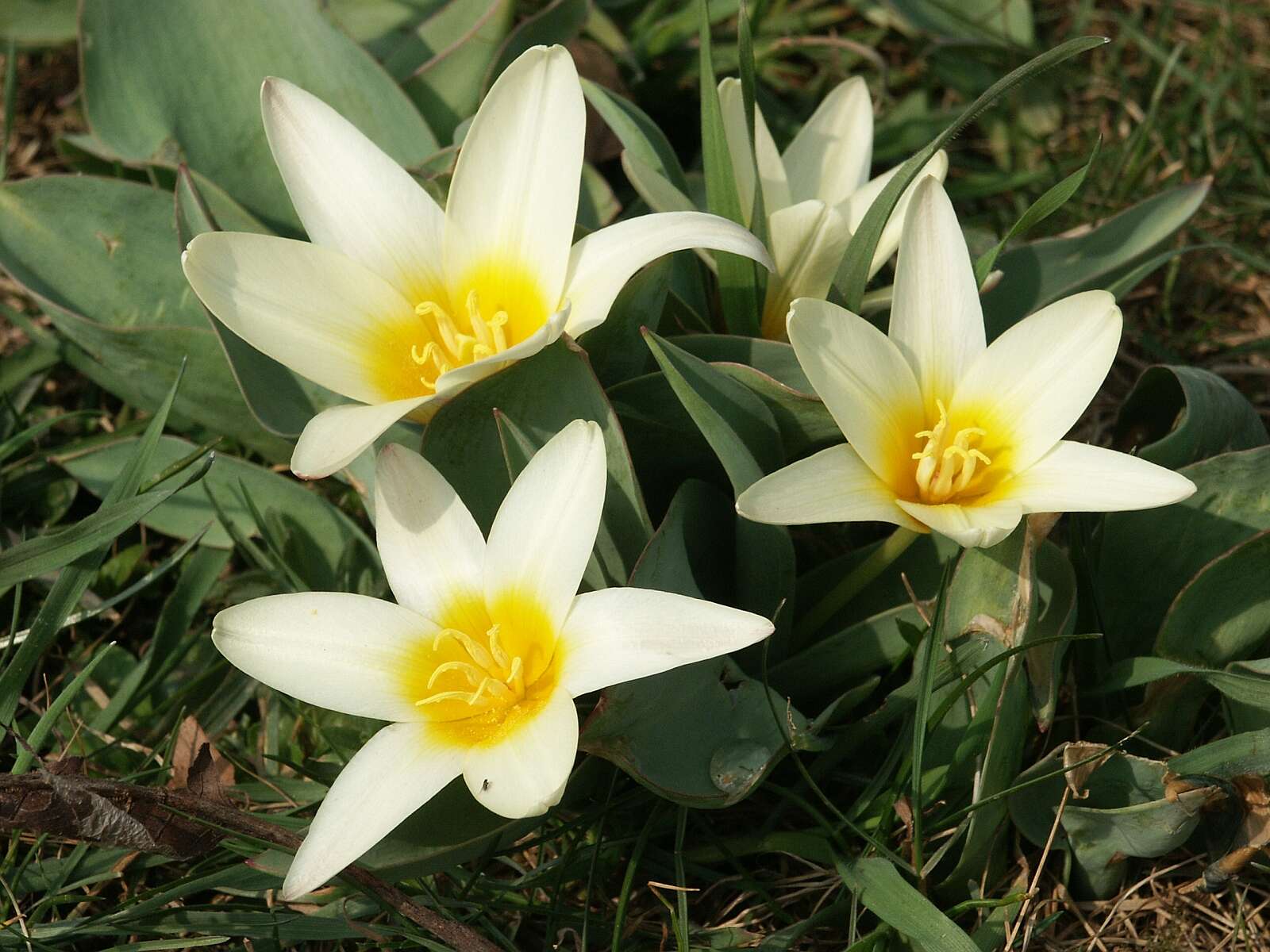 Image de tulipe