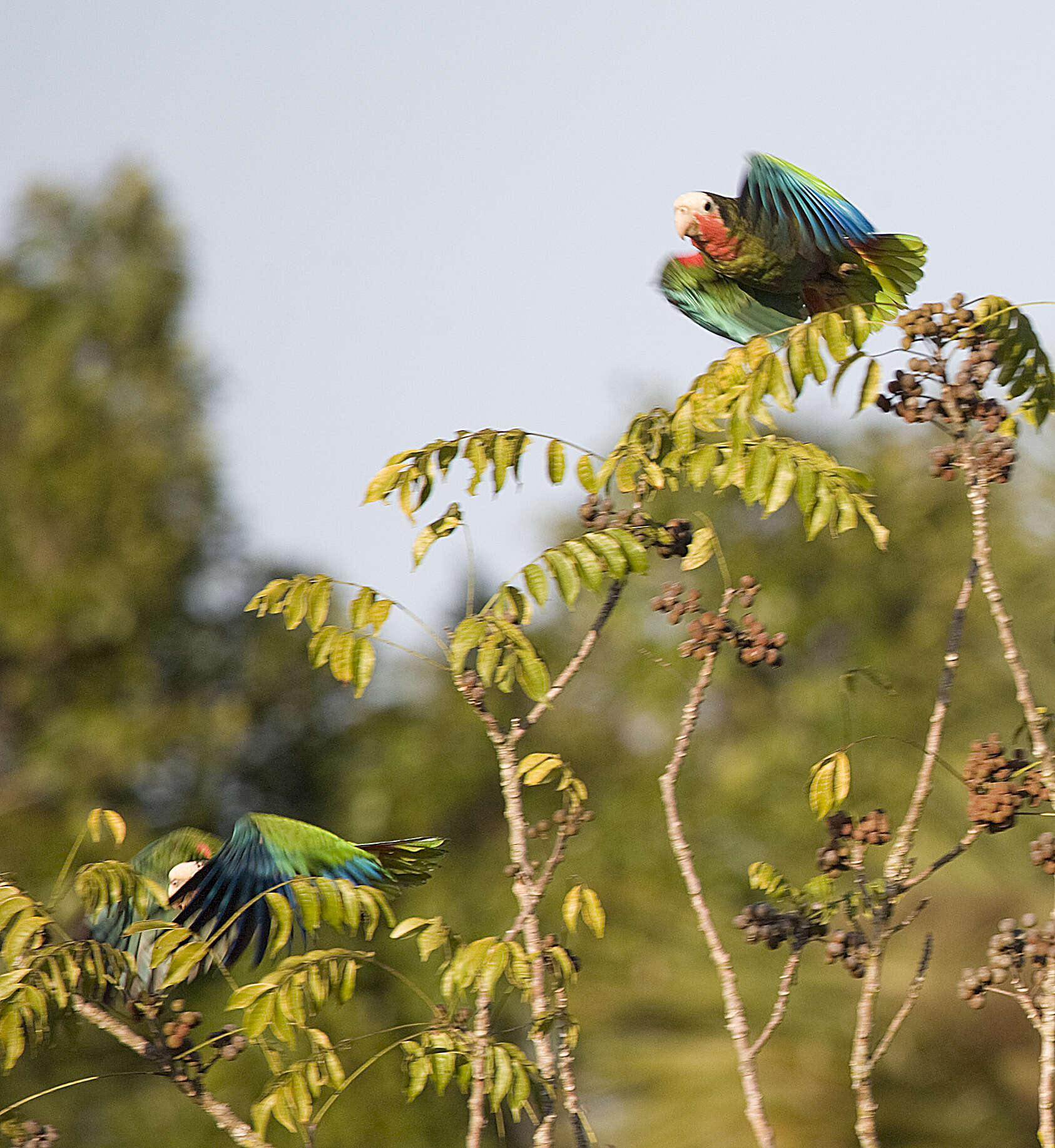 Image of Bahamas Parrot