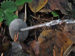 Tephrocybe resmi