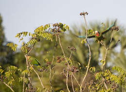 Image of Bahamas Parrot