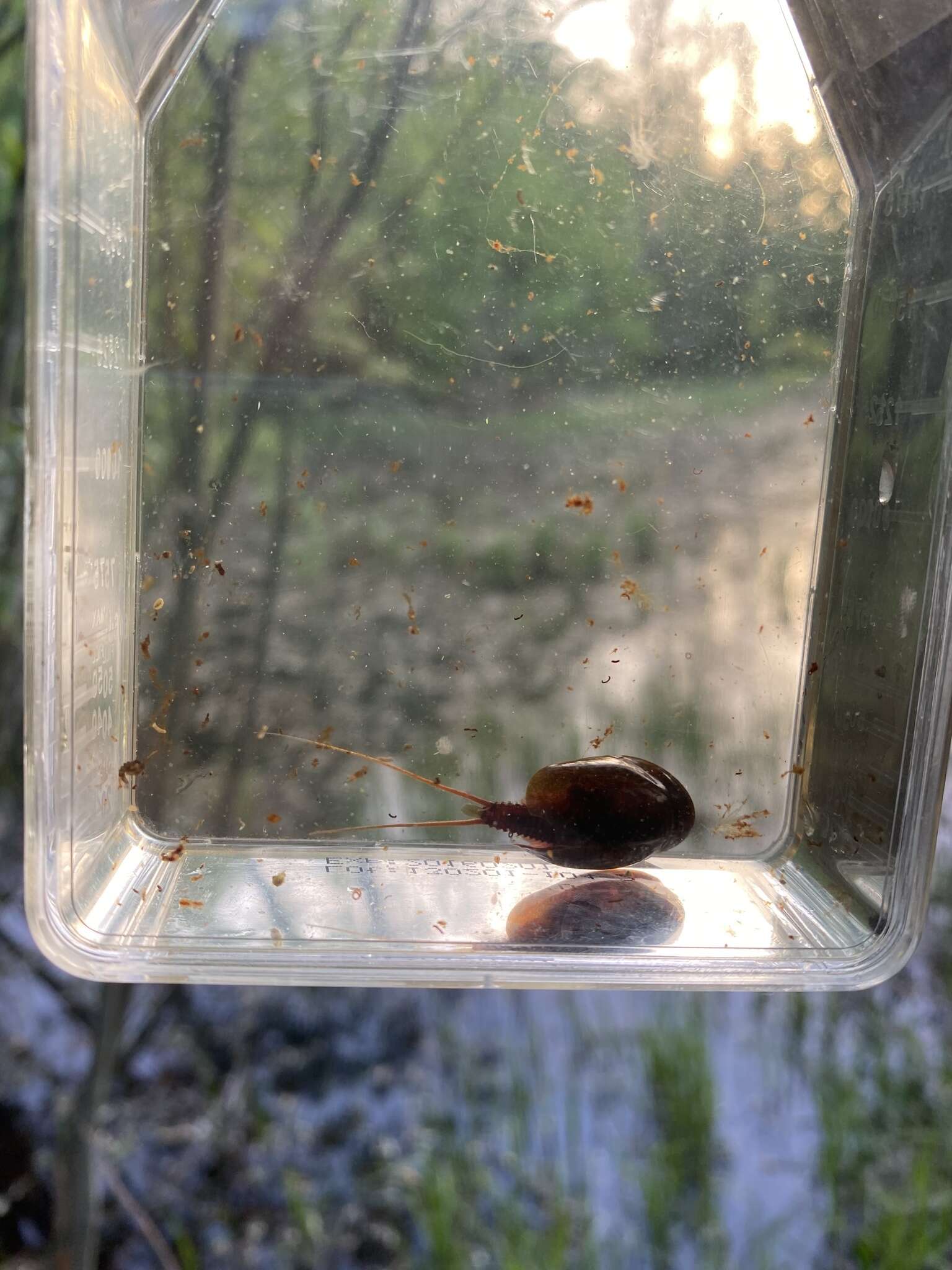 Image of Tadpole shrimp