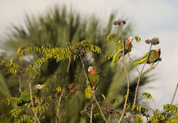 Image of Bahamas Parrot