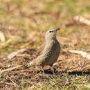 Plancia ëd Climacteris picumnus picumnus Temminck 1824