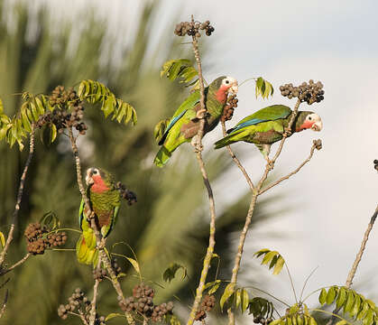 Image of Bahamas Parrot