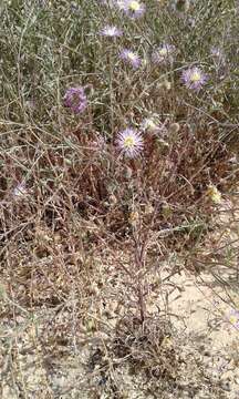 Image of Morocco knapweed