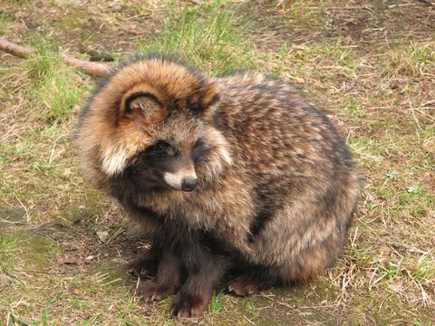 Image of Raccoon Dog