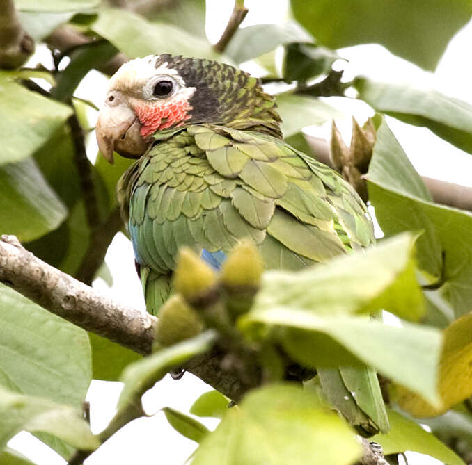 Image of Bahamas Parrot