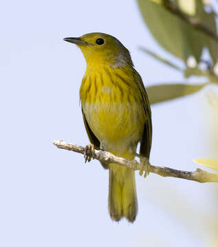 Image of Setophaga Swainson 1827