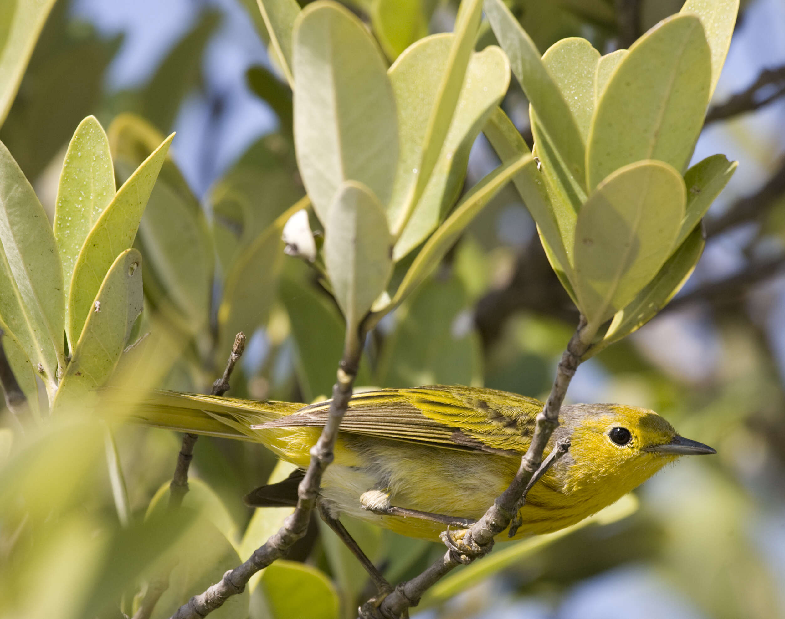 Image of Mangrove Warbler