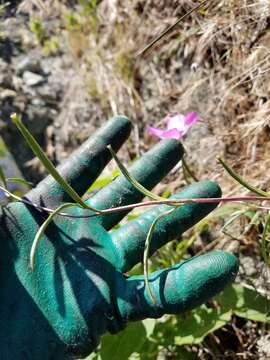 Imagem de Clarkia gracilis (Piper) A. Nels. & J. F. Macbr.