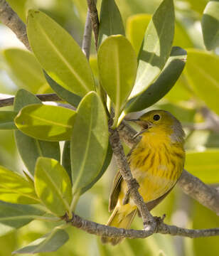 Image of Mangrove Warbler