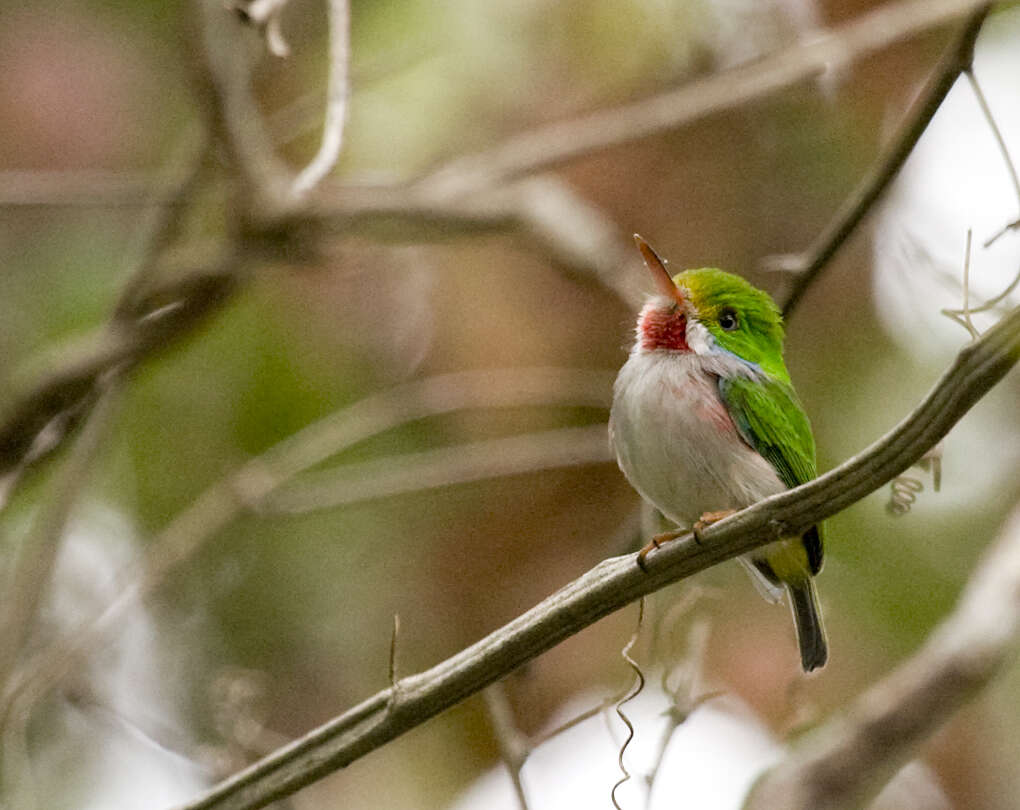 Imagem de Todus multicolor Gould 1837