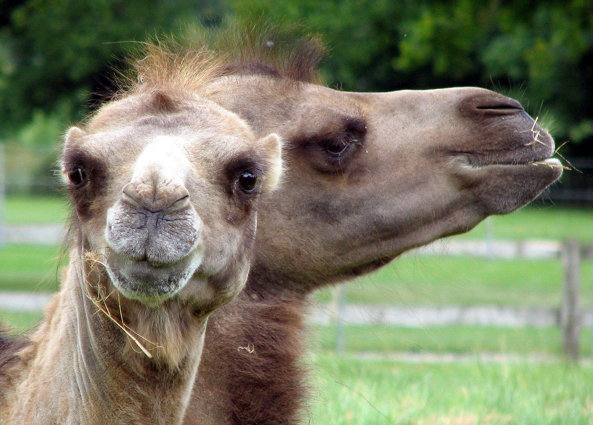 Image of Bactrian camel