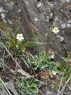 Image of Saxifraga paniculata subsp. cartilaginea (Willd.) D. A. Webb