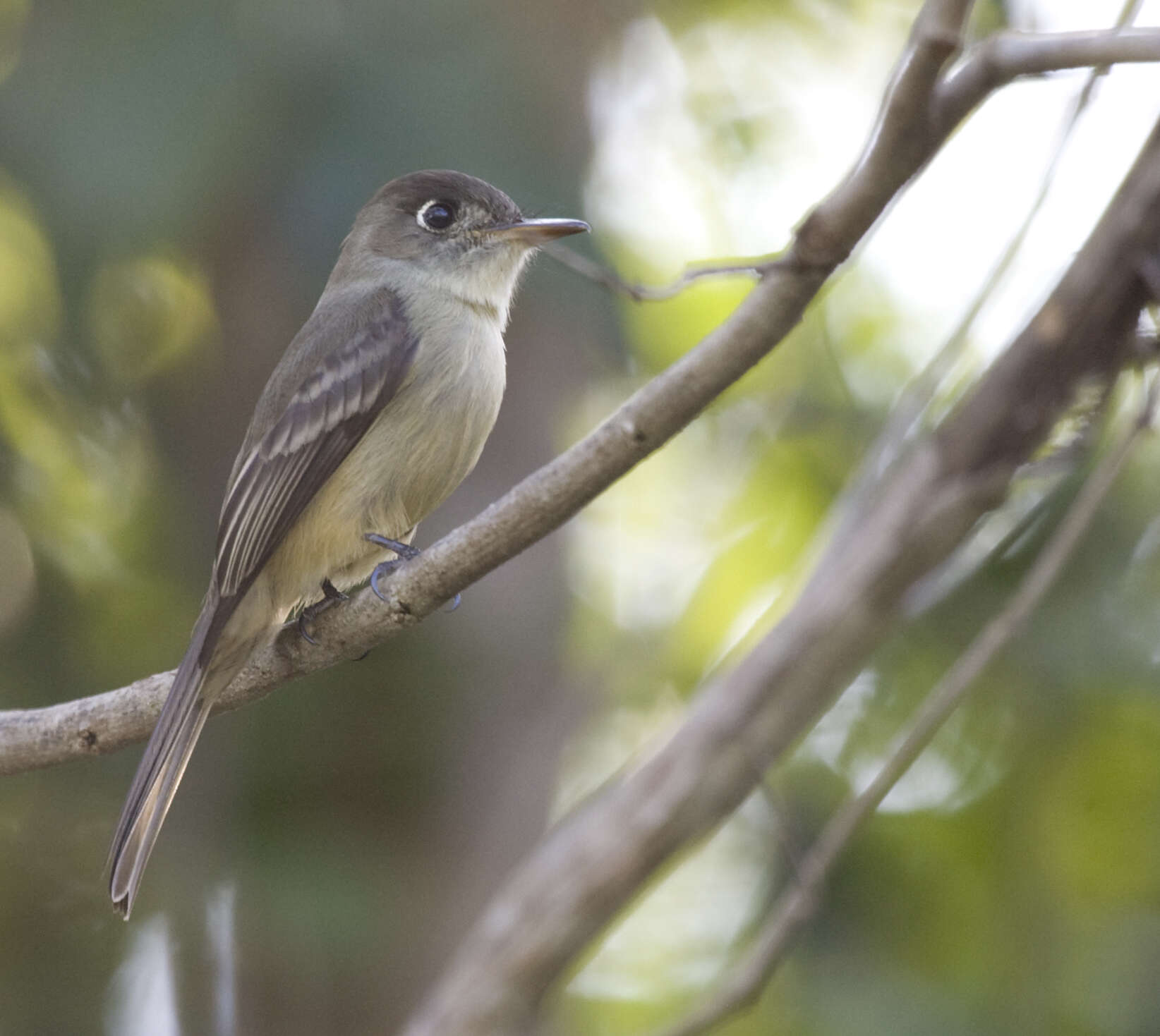 Image of Cuban Pewee