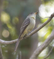 Image of Cuban Pewee