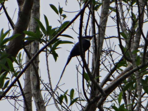 Image of Paradise Jacamar