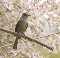 Image of Cuban Pewee