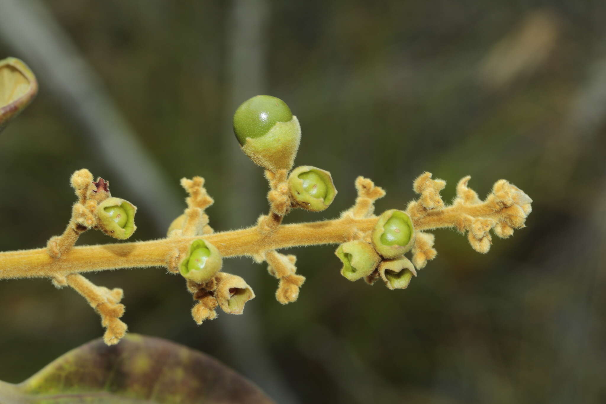 Image of Gmelina neocaledonica S. Moore