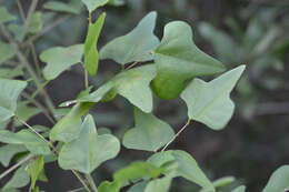 Слика од Erythrina herbacea L.