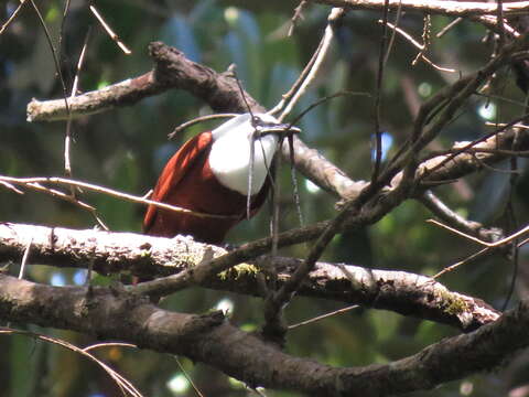 Image of Three-wattled Bellbird