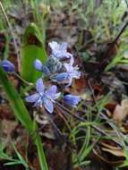 Image of Scilla monophyllos Link