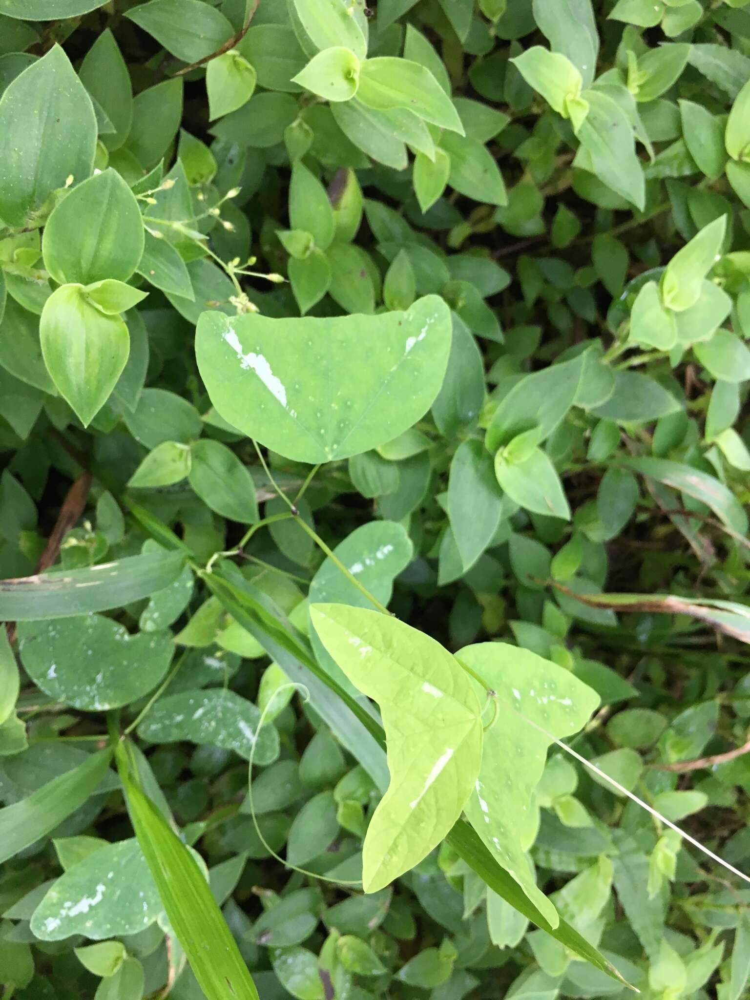 Image of Passiflora colinvauxii Wiggins