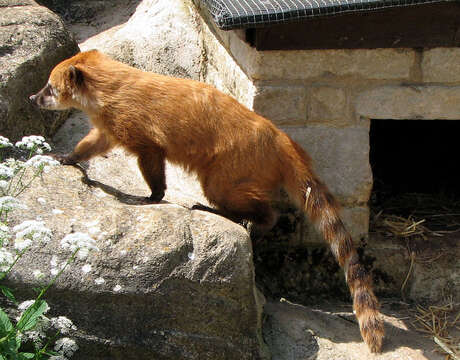 Image of South American Coati