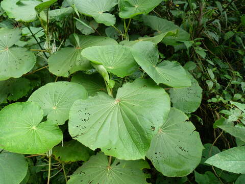 Слика од Piper umbellatum L.