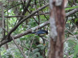 Image de Mésange de Taiwan